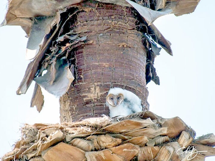 Owl in a palm tree.